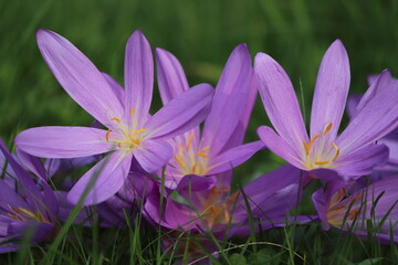 Colchicum autumnale commonly known as autumn crocus or meadow saffron.