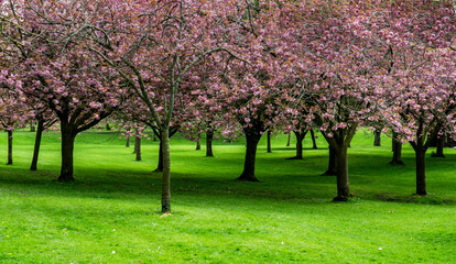 Fototapeta premium Cherry Blossom Trees in full flower in the Memorial Garden, in Dublin, Ireland.