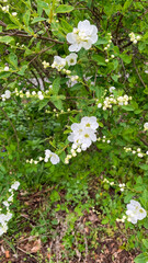 White flowers on the branches of a bush in the garden in spring