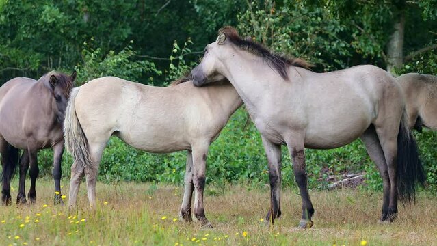 Two konik wild horses socializing in Marielyst nature reserve, Denmark