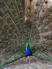 Naklejka premium Portrait of a peacock with feathers out in the park.