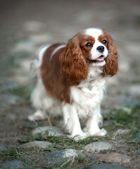cavalier king charles spaniel