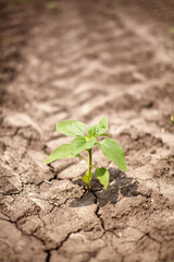 Sunflower sprouts through dry ground.