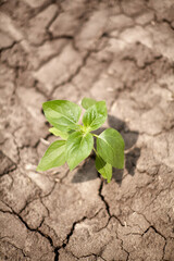 Sunflower sprouts through dry ground.