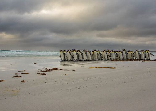 King Penguin Flock
