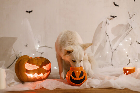 Trick or treat Cute white dog sitting with Jack o lantern pumpkin and candy bucket on background of spider web, ghost, bats and glowing candle lights in evening. Happy Halloween!