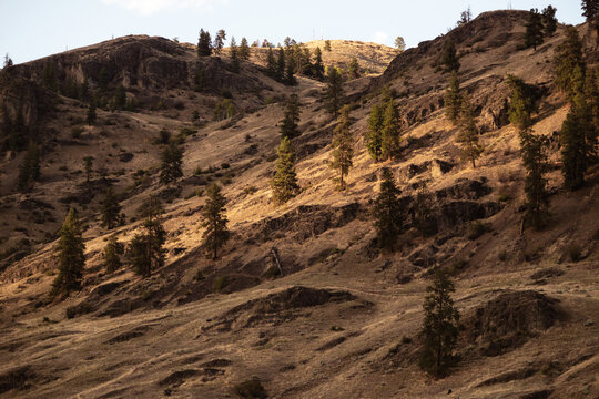 Ponderosa Pines Along the Crowsnest Highway on the way to Osoyoos in Okanagan British Columbia.
