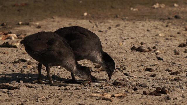 Two juvenile Eurasian coot (Fulica atra) or Common Coot or Australian Coot foraging on dry land