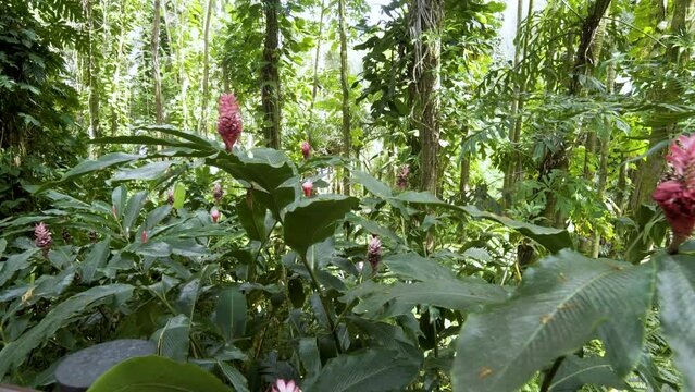 Cinematic gimbal shot of lush vegetation in tropical rainforest in Hilo in Hawaii Island, USA