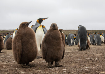 King Penguins with Chicks