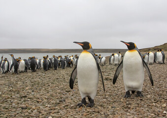 Fototapeta premium King Penguins