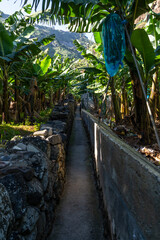 Tourist footpath through a small banana plantation in Funchal area on Madeira,Portugal