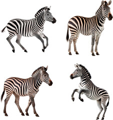 Zebra (Running, Standing, Walking, In two legs)
