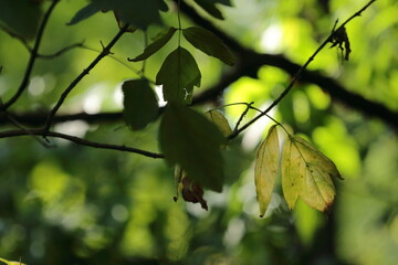 green leaves 