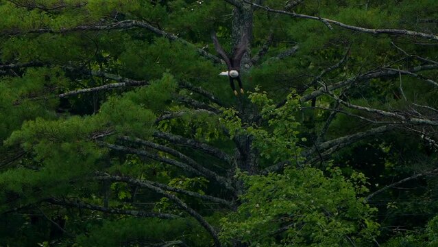 Majestic Bald Eagle flying in slow motion. Close-up bird Eagle flying low past trees and fall colors as it flaps wing. 120 fps slow motion. 