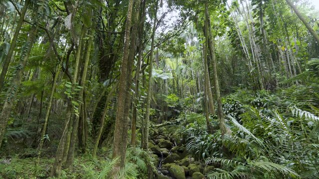 Cinematic gimbal shot of waterfall in tropical rainforest in Hilo in Hawaii Island, USA