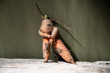 funny humanlike carrot on dark green