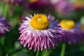 Nahaufnahme einer Garten-Strohblume