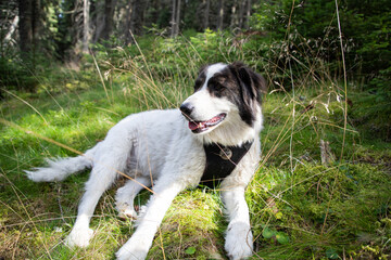 dog relaxing in pine forest