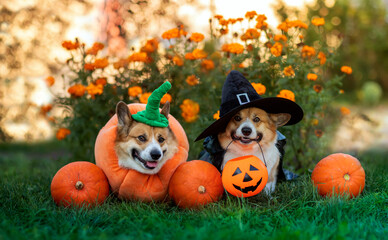 two cute corgi dogs in carnival halloween costumes are sitting in the autumn garden among bright orange pumpkins