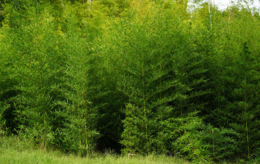 Bamboo grove background