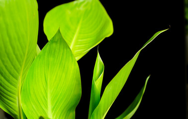 Fresh Banana leaf close-up with black background