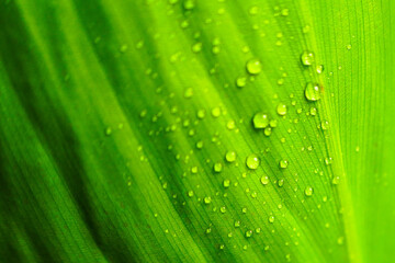 Fresh green banana leaf  background with rain drop