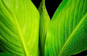 Fresh Banana leaf close-up with black background
