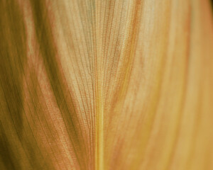 Close up of a dried leaf for brown background