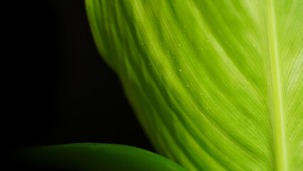 Fresh Banana leaf close-up with black background
