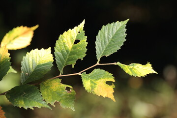 leaves on the tree