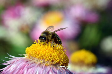 Biene auf einer Garten-Strohblume