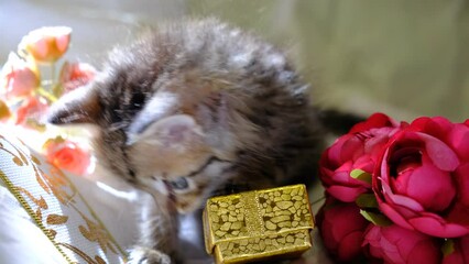 Cute little kitten playing with gift box, flowers decorations, preparing holidays. Funny pets. Mischief pets
