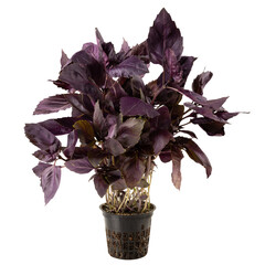 Red basil in a pot, container, isolated on a white background for marketplaces. Seedlings of purple...