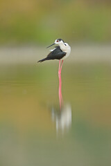 Obraz premium Red-legged Black-winged Stilt walking on the lake.