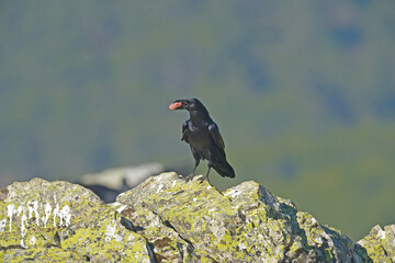 Fototapeta premium Northern Raven eating a boar carcass.