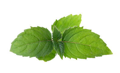 Bergamot green leaves isolated on a white background. Monarda didyma leaves. Oswego tea, scarlet beebalm.