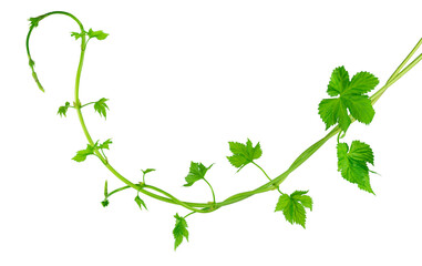 Fresh green hops branch, isolated on a white background. Hop cones with leaf. Organic Hop Flowers....