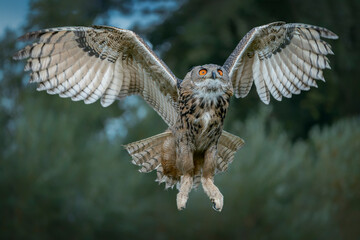 Beautiful, huge European Eagle Owl (Bubo bubo) in flight before attack. Action wildlife scene from...