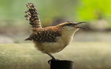 Rufous-naped Wren, Campylorhynchus rufinucha, Soterrey Nuquirrufo