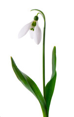 Snowdrop flowers isolated on white background. Beautiful spring flowers.