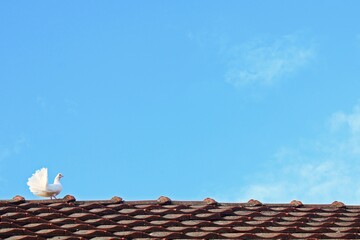 White fantail pigeon on the house rooftop