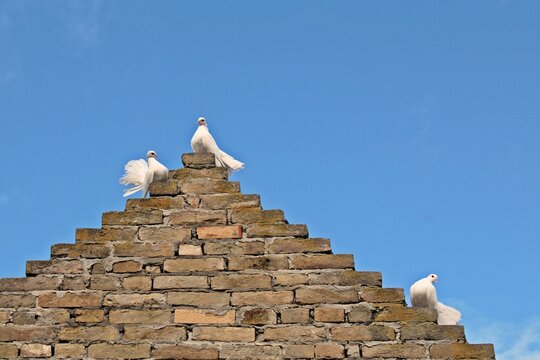 Three fantail white pigeons standing on the roof of the old house
