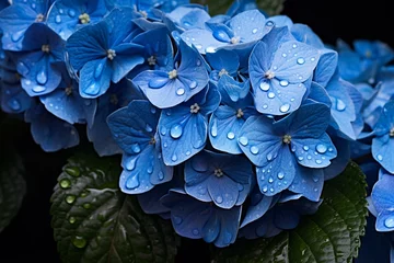Foto op Plexiglas drenched blue hydrangea. Generative AI © Anais