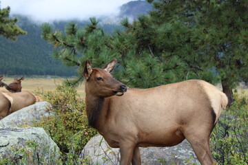 Fototapeta premium Female Elk in Mountains