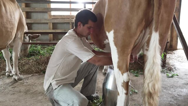 Man milking a cow on a farm
