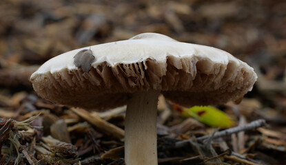 Northern California mushroom explosion