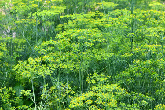 Dill, ein vielseitiges K&uuml;chenkraut