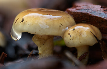Northern California mushroom explosion