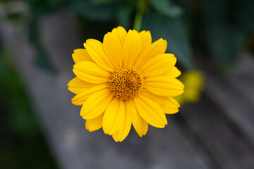 Beautiful yellow gerbera flowers close up. A yellow flower with lush petals grows in a flowerbed in the garden. Bright yellow gerbera flower, top view.